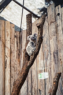 Zoo Duisburg 2026-01-29 06  Ene Besuch em Zoo - Der Zoobesuch ist eine schöne Tradition für die amtierenden Tollitäten der Stadt. Diesmal  besuchten wir außer Kamel, Koala, Delphin und Co. auch die Zebras, wenn auch nicht Blau-Weiß gestreift. : DVPJ, Toni I, Jules I., Prinz Karneval, Prinz, Prinzessin Aileen I., Hofmarschälle, Page, Pagen, Paginnen, HDK, Duisburg, Karneval, Helau, Tollität, Event, Session 2025, Session 2025, HDK Duisburg, Hauptausschuss, Hauptausschuss Karneval Duisburg, Duisburg ist echt
