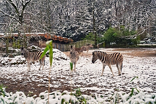 Zoo Duisburg 2026-01-29 08  Ene Besuch em Zoo - Der Zoobesuch ist eine schöne Tradition für die amtierenden Tollitäten der Stadt. Diesmal  besuchten wir außer Kamel, Koala, Delphin und Co. auch die Zebras, wenn auch nicht Blau-Weiß gestreift. : DVPJ, Toni I, Jules I., Prinz Karneval, Prinz, Prinzessin Aileen I., Hofmarschälle, Page, Pagen, Paginnen, HDK, Duisburg, Karneval, Helau, Tollität, Event, Session 2025, Session 2025, HDK Duisburg, Hauptausschuss, Hauptausschuss Karneval Duisburg, Duisburg ist echt