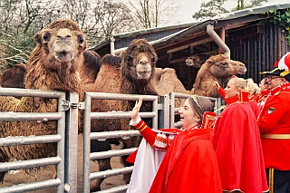 Zoo Duisburg 2026-01-29 10  Ene Besuch em Zoo - Der Zoobesuch ist eine schöne Tradition für die amtierenden Tollitäten der Stadt. Diesmal  besuchten wir außer Kamel, Koala, Delphin und Co. auch die Zebras, wenn auch nicht Blau-Weiß gestreift. : DVPJ, Toni I, Jules I., Prinz Karneval, Prinz, Prinzessin Aileen I., Hofmarschälle, Page, Pagen, Paginnen, HDK, Duisburg, Karneval, Helau, Tollität, Event, Session 2025, Session 2025, HDK Duisburg, Hauptausschuss, Hauptausschuss Karneval Duisburg, Duisburg ist echt