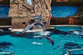 Zoo Duisburg 2026-01-29 20  Ene Besuch em Zoo - Der Zoobesuch ist eine schöne Tradition für die amtierenden Tollitäten der Stadt. Diesmal  besuchten wir außer Kamel, Koala, Delphin und Co. auch die Zebras, wenn auch nicht Blau-Weiß gestreift. : DVPJ, Toni I, Jules I., Prinz Karneval, Prinz, Prinzessin Aileen I., Hofmarschälle, Page, Pagen, Paginnen, HDK, Duisburg, Karneval, Helau, Tollität, Event, Session 2025, Session 2025, HDK Duisburg, Hauptausschuss, Hauptausschuss Karneval Duisburg, Duisburg ist echt