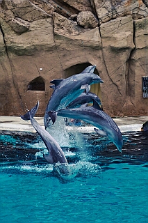 Zoo Duisburg 2026-01-29 21  Ene Besuch em Zoo - Der Zoobesuch ist eine schöne Tradition für die amtierenden Tollitäten der Stadt. Diesmal  besuchten wir außer Kamel, Koala, Delphin und Co. auch die Zebras, wenn auch nicht Blau-Weiß gestreift. : DVPJ, Toni I, Jules I., Prinz Karneval, Prinz, Prinzessin Aileen I., Hofmarschälle, Page, Pagen, Paginnen, HDK, Duisburg, Karneval, Helau, Tollität, Event, Session 2025, Session 2025, HDK Duisburg, Hauptausschuss, Hauptausschuss Karneval Duisburg, Duisburg ist echt